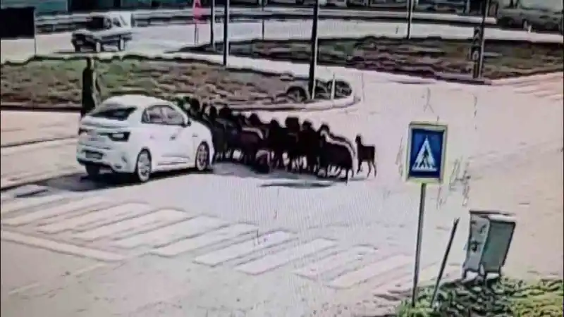 Hatay'da koyun sürüsüne otomobil çarptı, 5 hayvan telef oldu