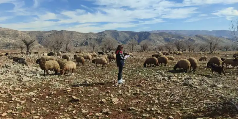 Şırnak'ta mera arazileri tespit edildi, usulsüz kullanım önlenecek