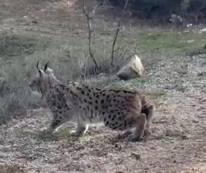 Nallıhan'da nesli tükenmekte olan vaşak görüntülendi