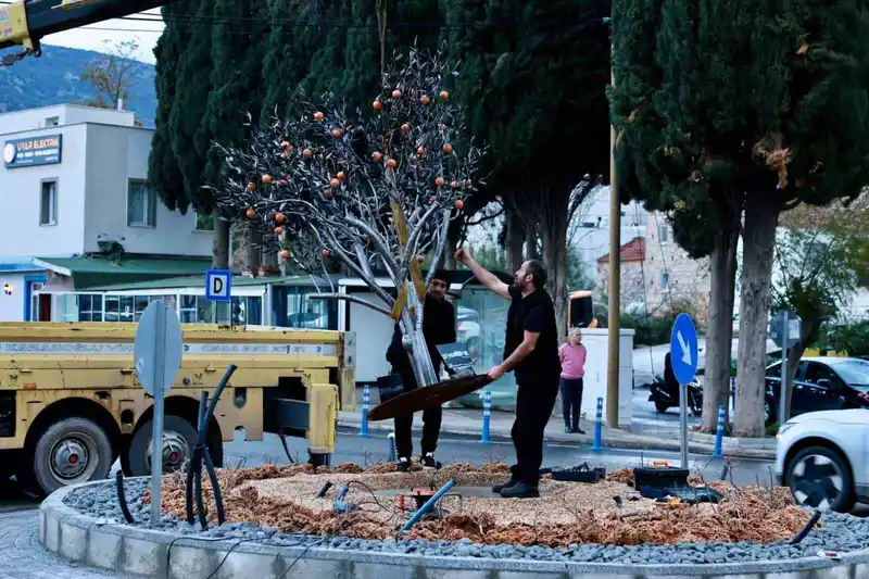 Bodrum'da trafik sorunu çözüldü, mandalin ağacı yerleştirildi