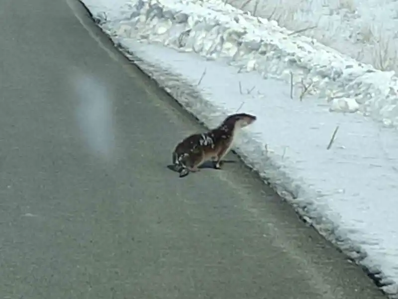 Ardahan'da nesli tehlikedeki su samuru karayolunda görüldü