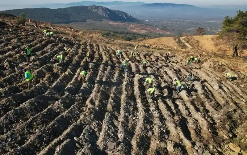 Akhisar'da yanan ormanlar için ağaçlandırma seferberliği sürüyor