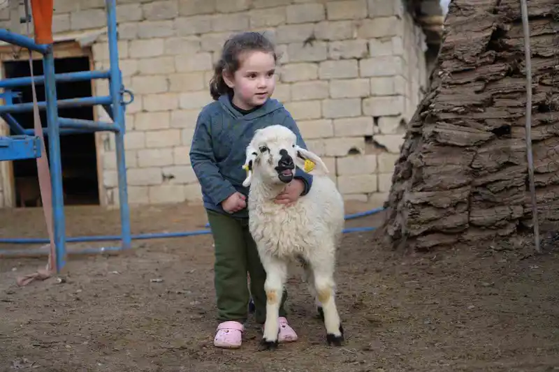 Muş'ta küçükbaş hayvan sayısı 1,4 milyonu geçti, 650 bin yeni doğum bekleniyor