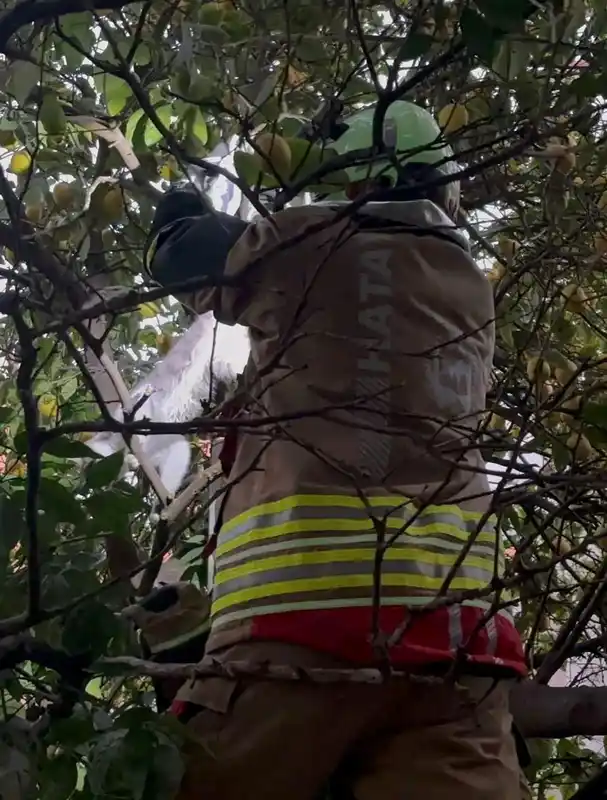 Hatay'da ağaca takılan kedi itfaiye ekiplerince kurtarıldı