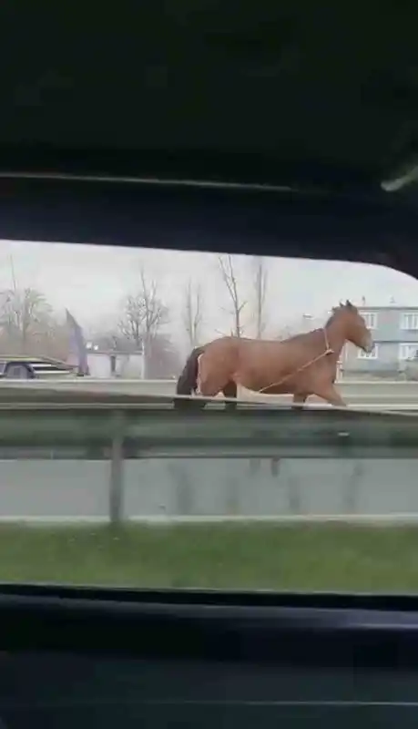 Bursa'da Başıboş At Trafikte Tehlike Yarattı