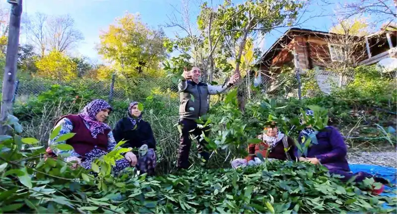 Samsun'da orman köylüleri defne ve trüfle milyonlar kazanıyor