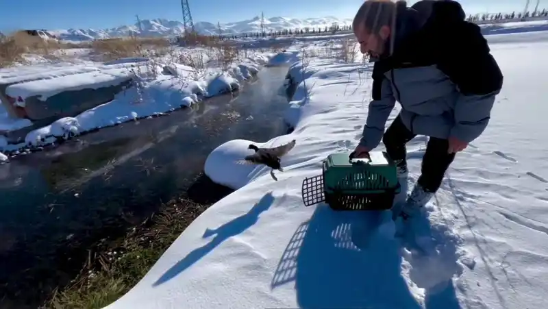 Erzurum'da Sakar Meke Doğaya Salındı
