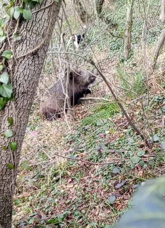 Samsun'da av sezonu 3 domuz avıyla sona erdi