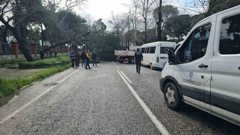 Nazilli'de fırtınada devrilen çam ağacı karayolunu kapattı