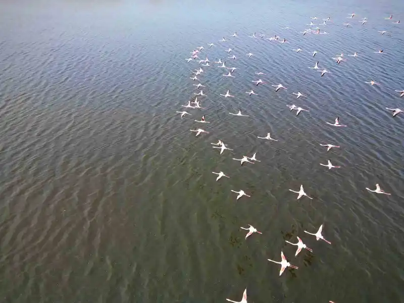 Eber Gölü'nde flamingo sürüsü görsel şölen sundu