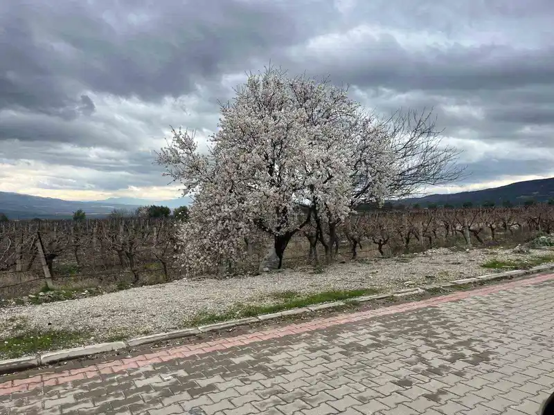 Buldan'da Bahar Renkleriyle Uyanış Başladı