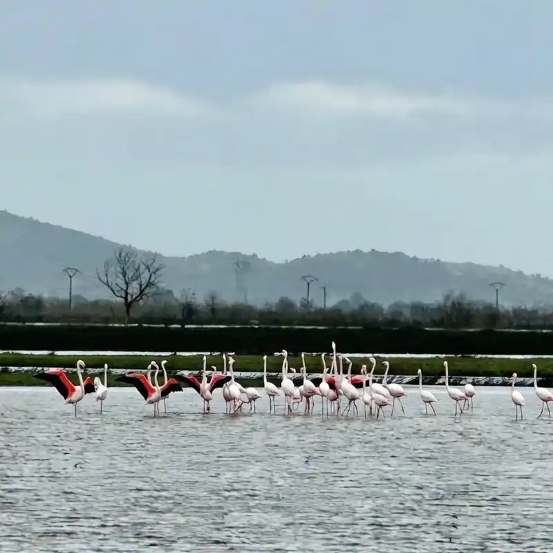 Taşkın sonrası tarlalar flamingolara yuva oldu