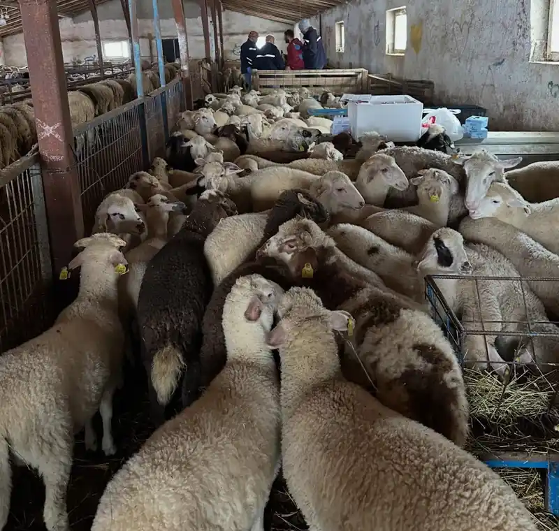 Aydıntepe'de şap hastalığı kontrolleri devam ediyor