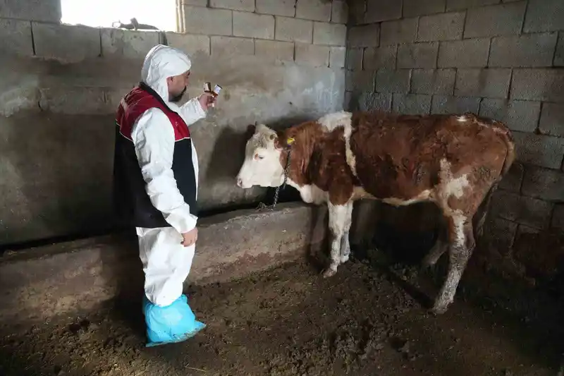 Muş'ta şap ve şarbon aşılama kampanyası başladı