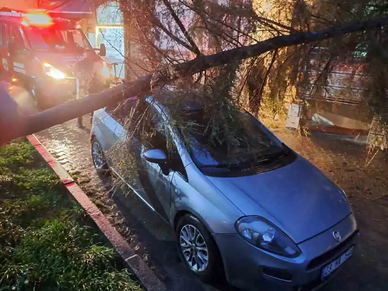 Babaeski'de rüzgar otomobilin üzerine ağaç devirdi