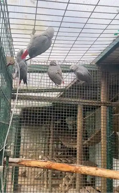 İstanbul Havalimanı’nda 20 Afrika gri papağanı yakalandı