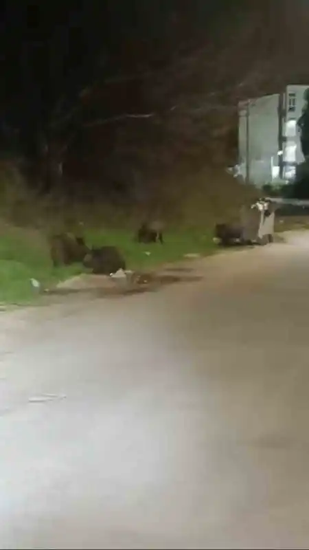 Bursa'da aç domuz sürüsü mahalleye indi