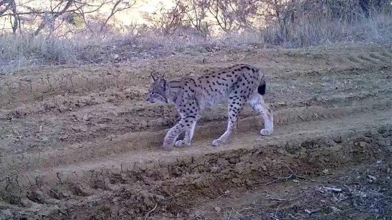 Kırmızı listedeki vaşak Kırıkkale'de fotokapana yakalandı