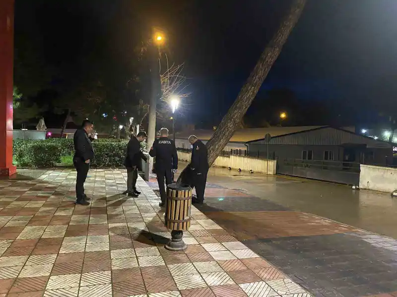 Alaşehir'de fırtına 50 yıllık çam ağacını devirdi