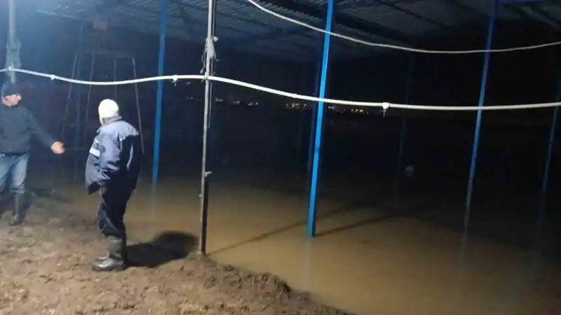 Koçarlı'da su baskını sonrası büyükbaş hayvanlar tahliye ediliyor