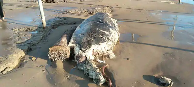 Manavgat sahiline ölü yunus vurdu, ekipler harekete geçti