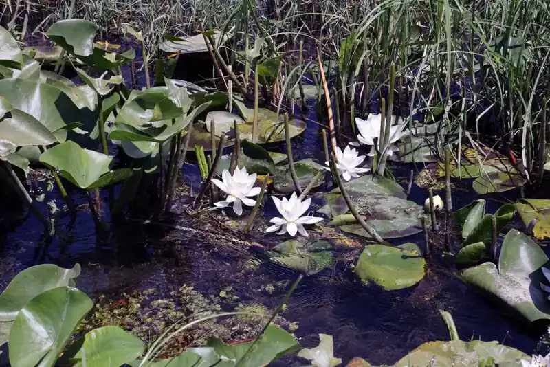 MSKÜ'lü bilim insanları kozmetik kongresinde birinci ve ikinci oldu