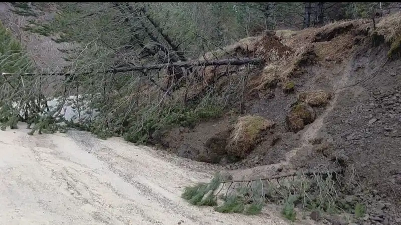 Amasya Akdağ'da heyelan: Ağaçlar yola devrildi