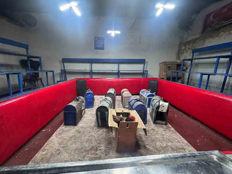 Polis temizlik işçisi kılığında horoz dövüşü kumarını deşifre etti