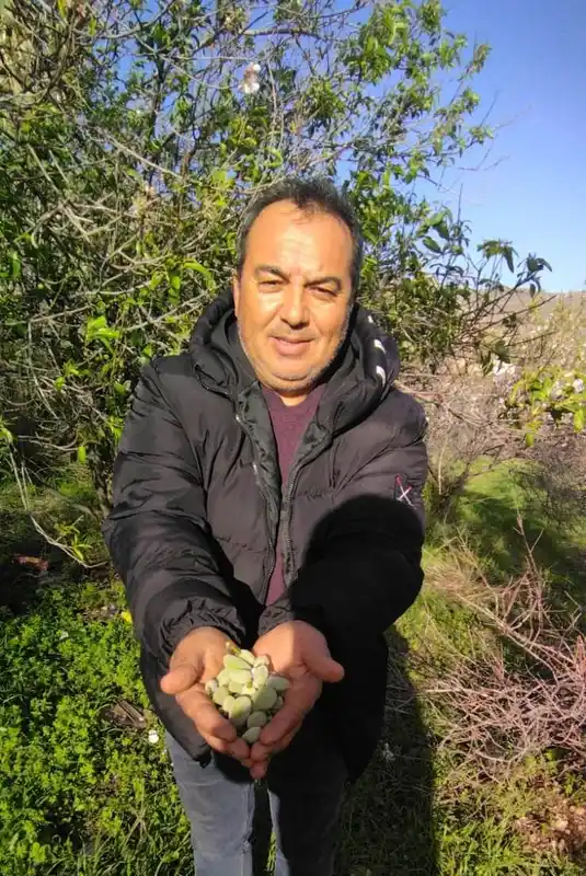 Mersin'de kış ortasında badem ağacı meyve verdi