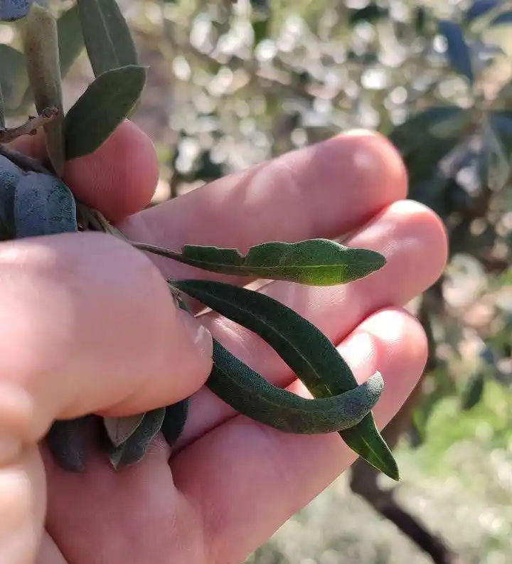 Salihli'de zeytin halkalı leke uyarısı