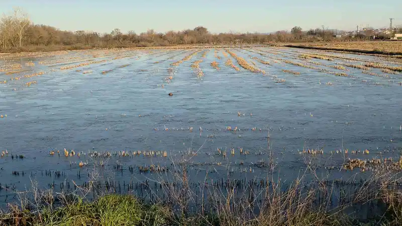 Edirne'de taşkın sonrası tarım arazileri buz tuttu