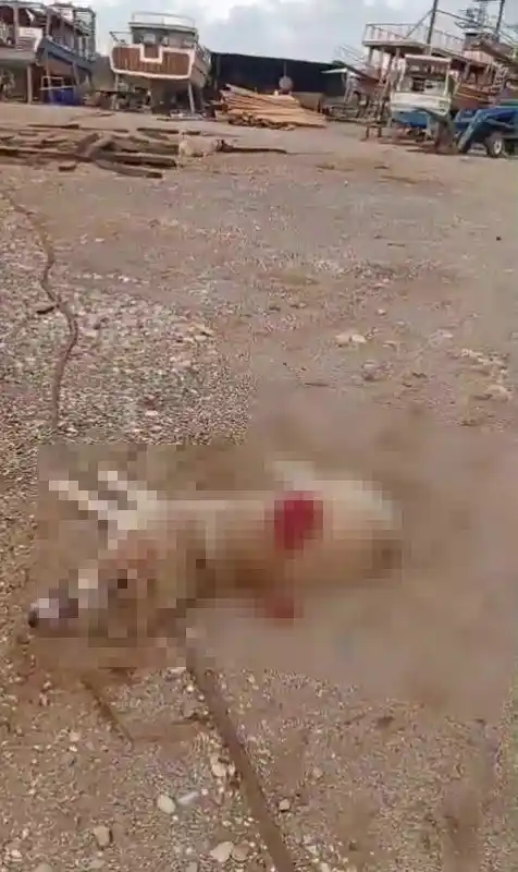 Köpeği av tüfeğiyle öldüren şüpheli yakalandı