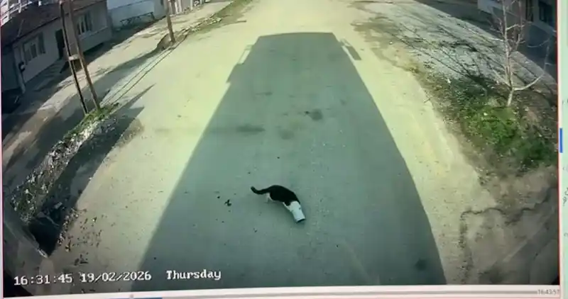 Malatya'da kafası konserve kutusuna sıkışan kedi otobüs şoförü tarafından kurtarıldı