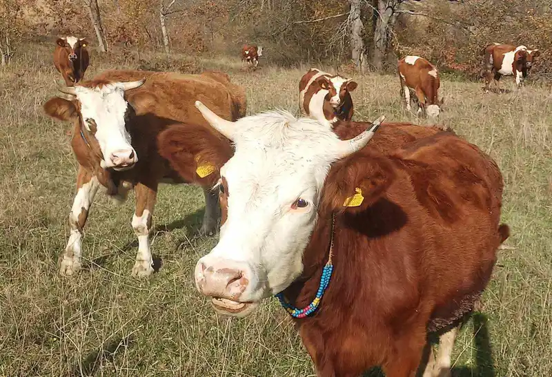 Şap aşısı zorunlu: Aşısız hayvan sevki yasak, ceza 132 bin TL