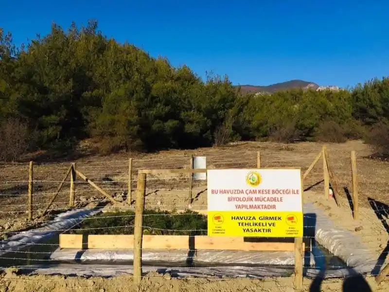 Sinop'ta çam kese böceğine karşı biyolojik mücadele