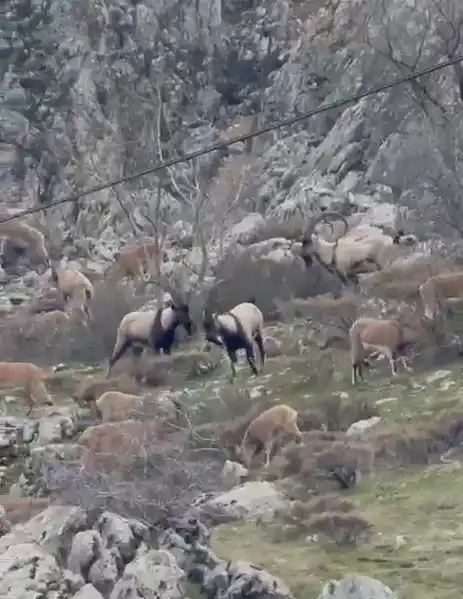 Sincik'te dağ keçileri boğaza indi, tek boynuzlu keçi dikkat çekti
