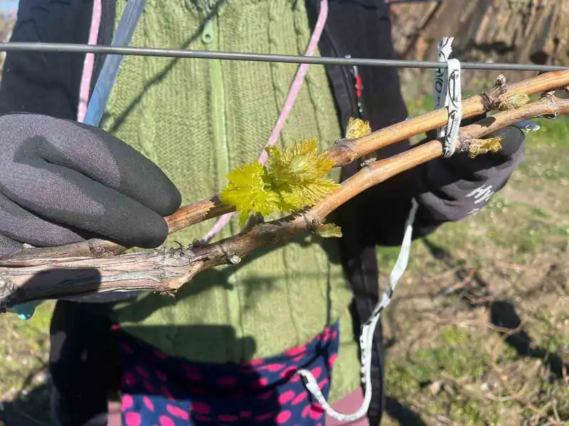 Manisa'da erken uyanan bağlar don tehlikesiyle karşı karşıya