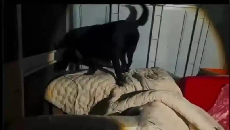 Hatay'da kamyonette 11 kilo skunk ele geçirildi