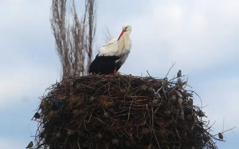 Aydın'da leylek göçü başladı, ilk görenlere un ödülü verildi