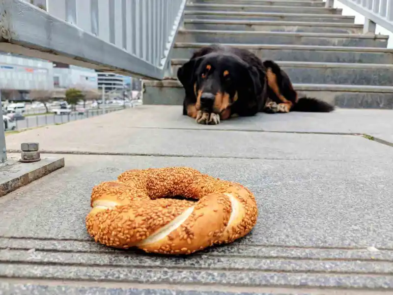 Samsun'da 1 Yılda 60 Bin Hayvan Çiplendi
