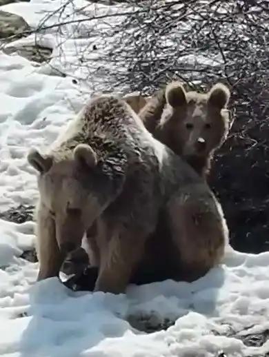 Erzincan’da ayıların kar keyfi kamerada