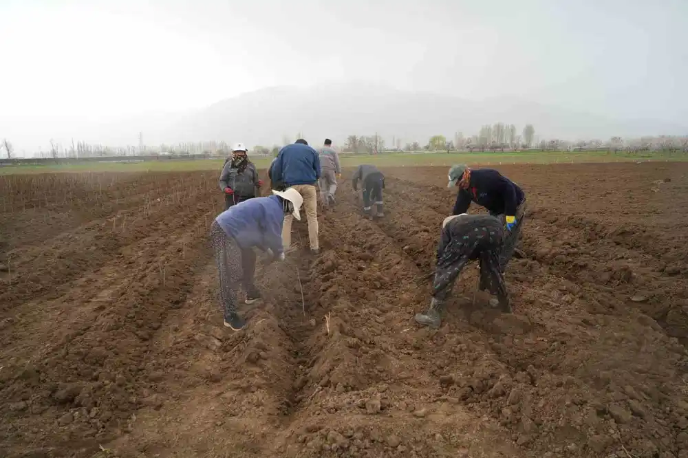 Erzincan bölgenin fidan ihtiyacını karşılıyor