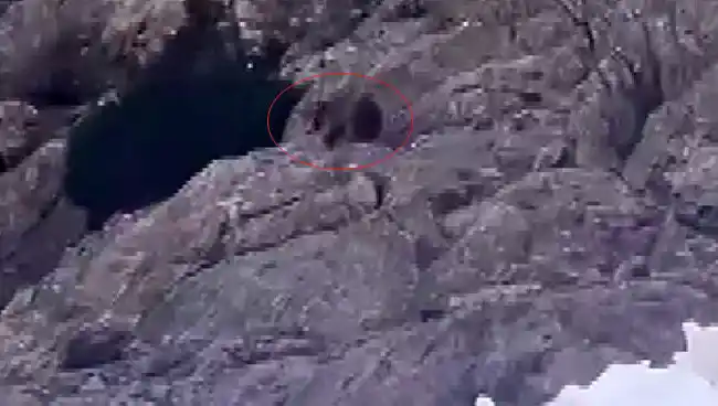 Kış uykusundan uyandı, kar üstünde yiyecek aradı