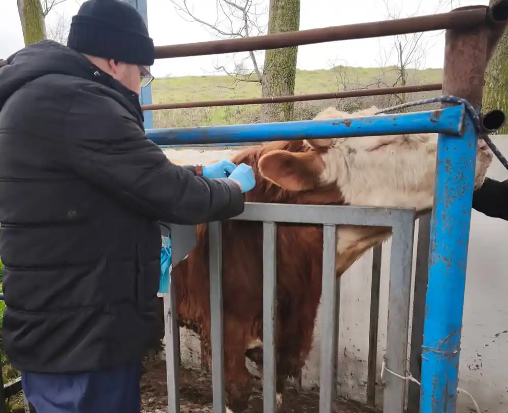Hayvancılık işletmelerinde sağlık taraması yapıldı