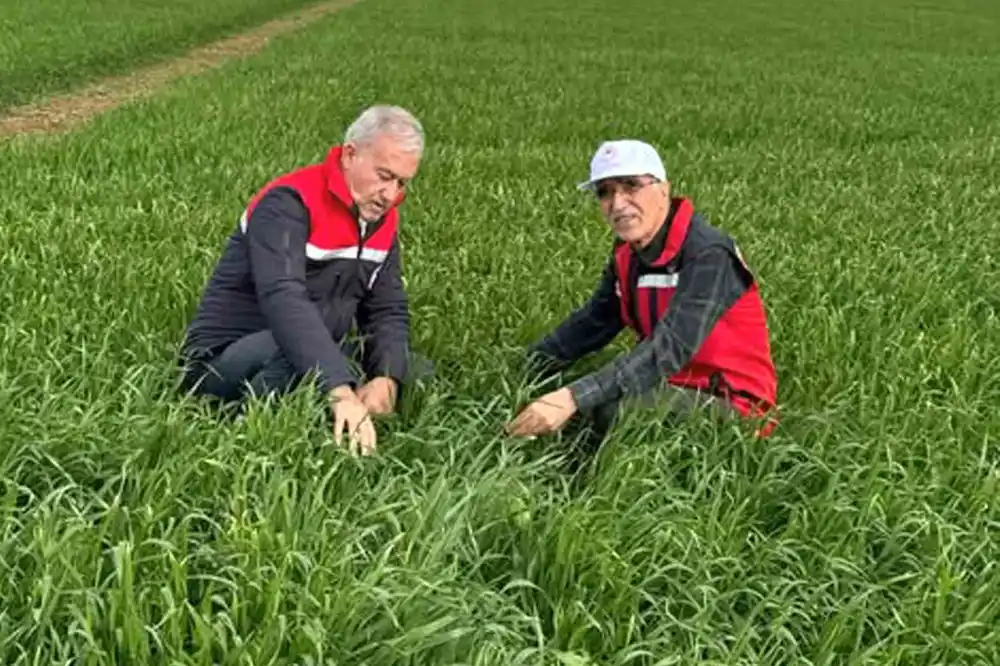 Araban Ovası’nda etkili olan yağışların buğday ve arpa ekili alanlara zararı incelendi
