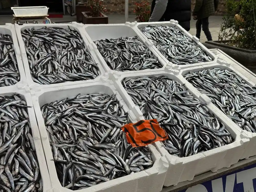 Tezgahlarda hamsinin son günleri: Kilosu 150 liradan satılıyor